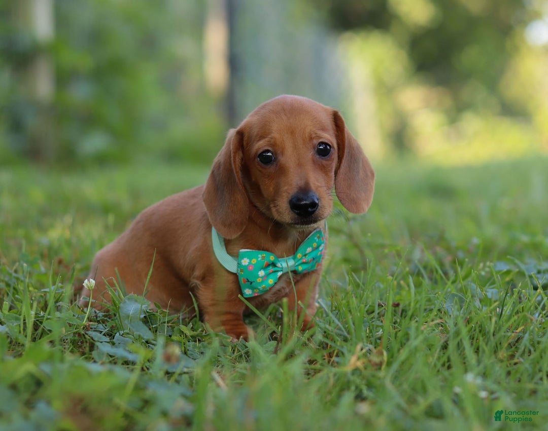 Miniature Dachshund dogs for sale: Jake - Image 4
