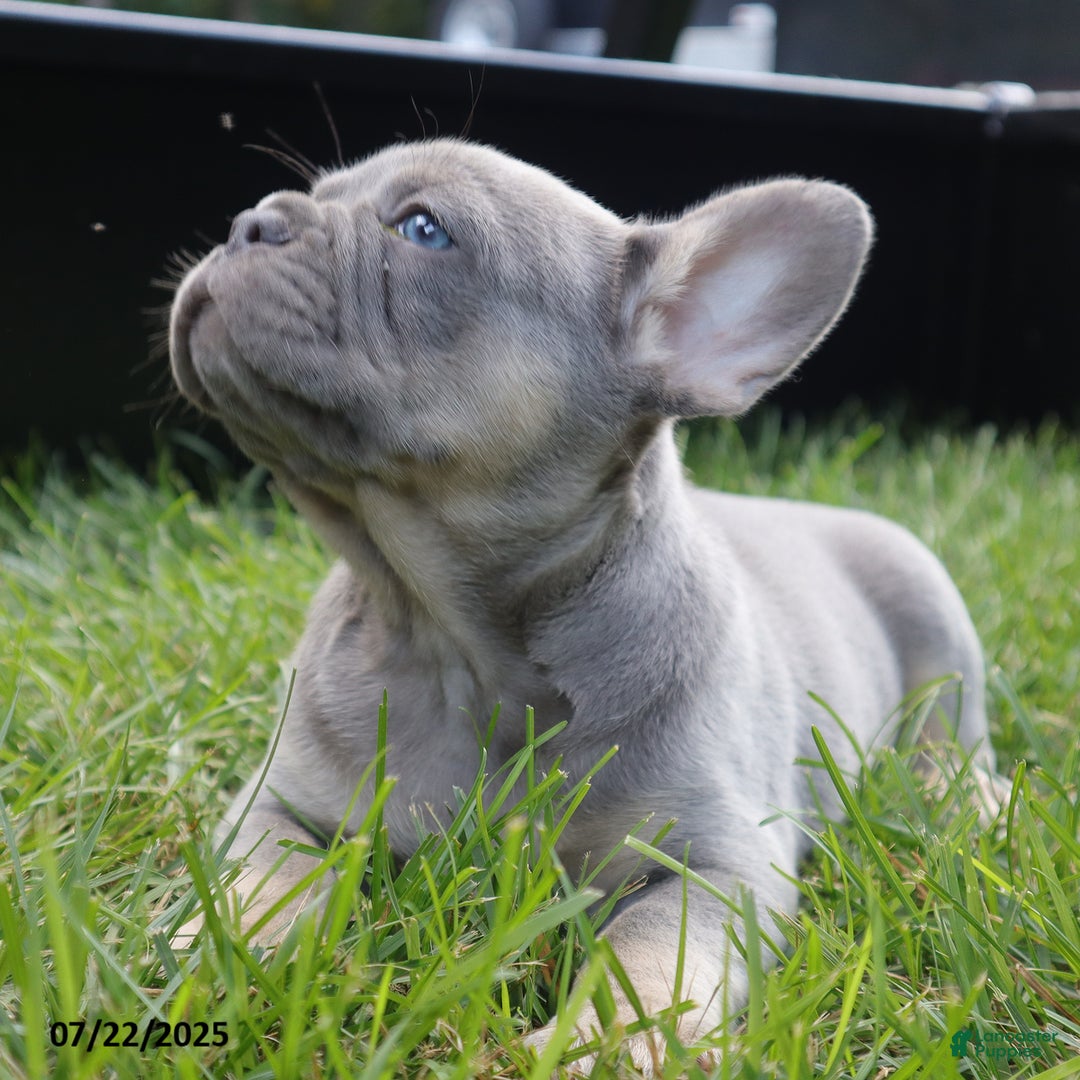 French Bulldog dogs for sale: Ben - Image 4
