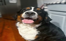 Bernese Mountain Dog dogs for sale: Female - Image 5