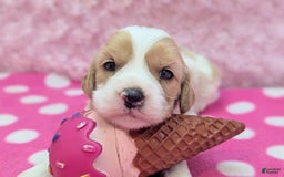 Cockapoo dogs for sale: Rebel - Image 8