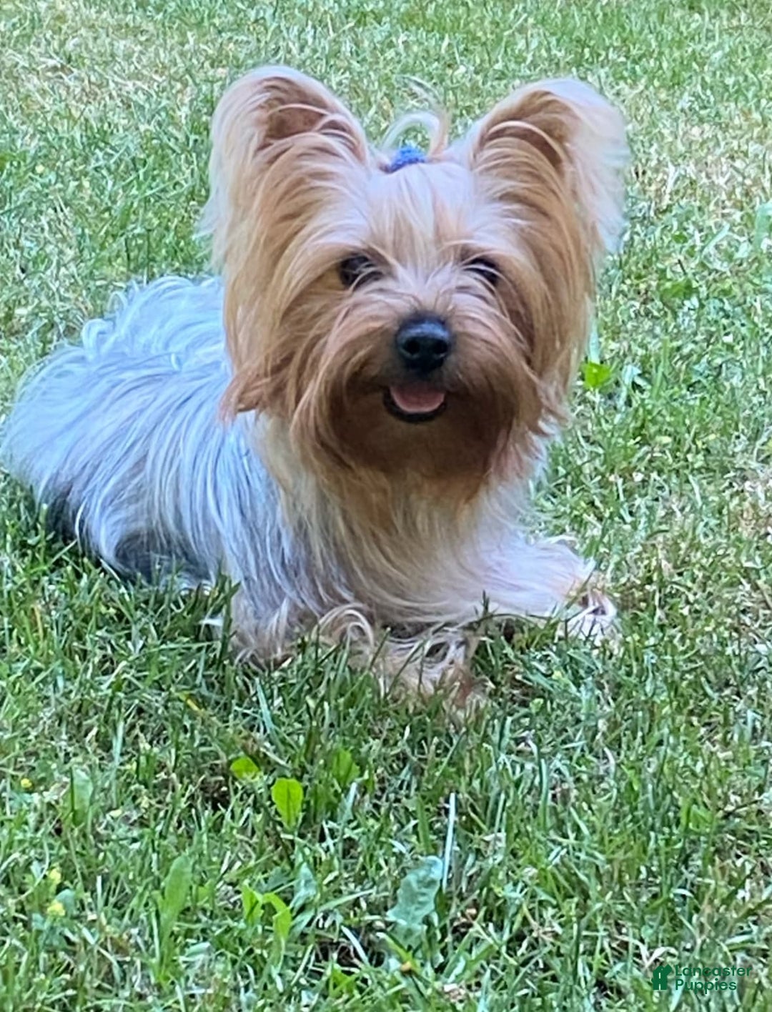 Yorkshire Terrier dogs for sale: Lilo - Image 7