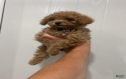 Toy Poodle dogs for sale: Missy Pink - Image 3