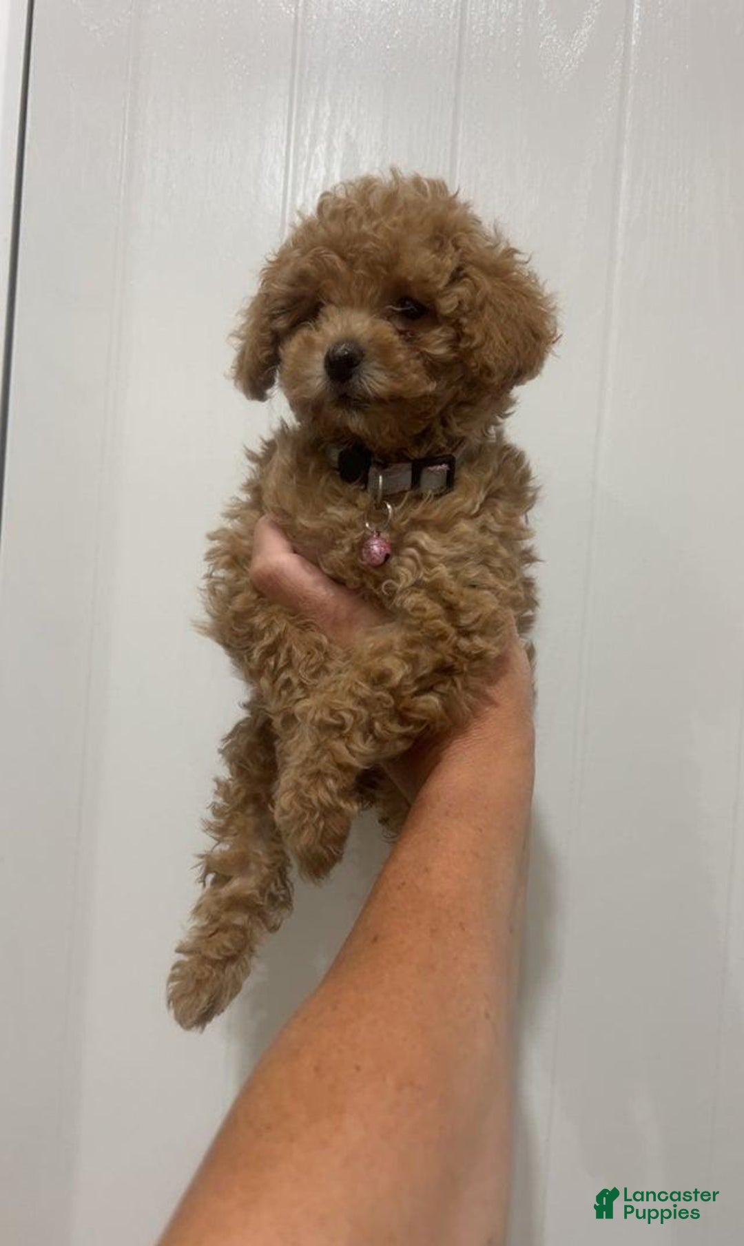 Toy Poodle dogs for sale: Missy Pink - Image 3