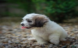Teddy Bear dogs for sale: Cloud - Image 14