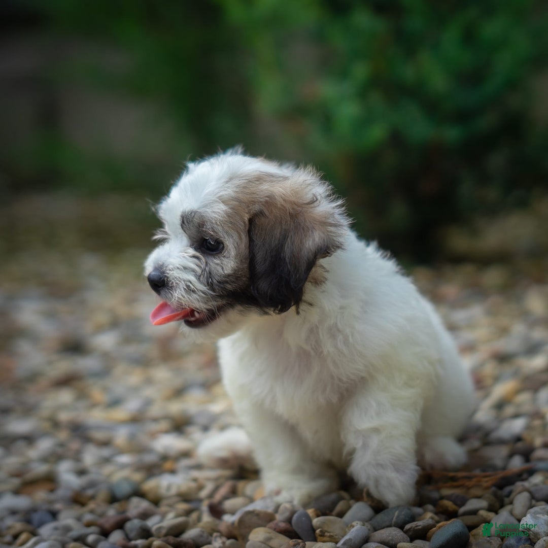Teddy Bear dogs for sale: Cloud - Image 14