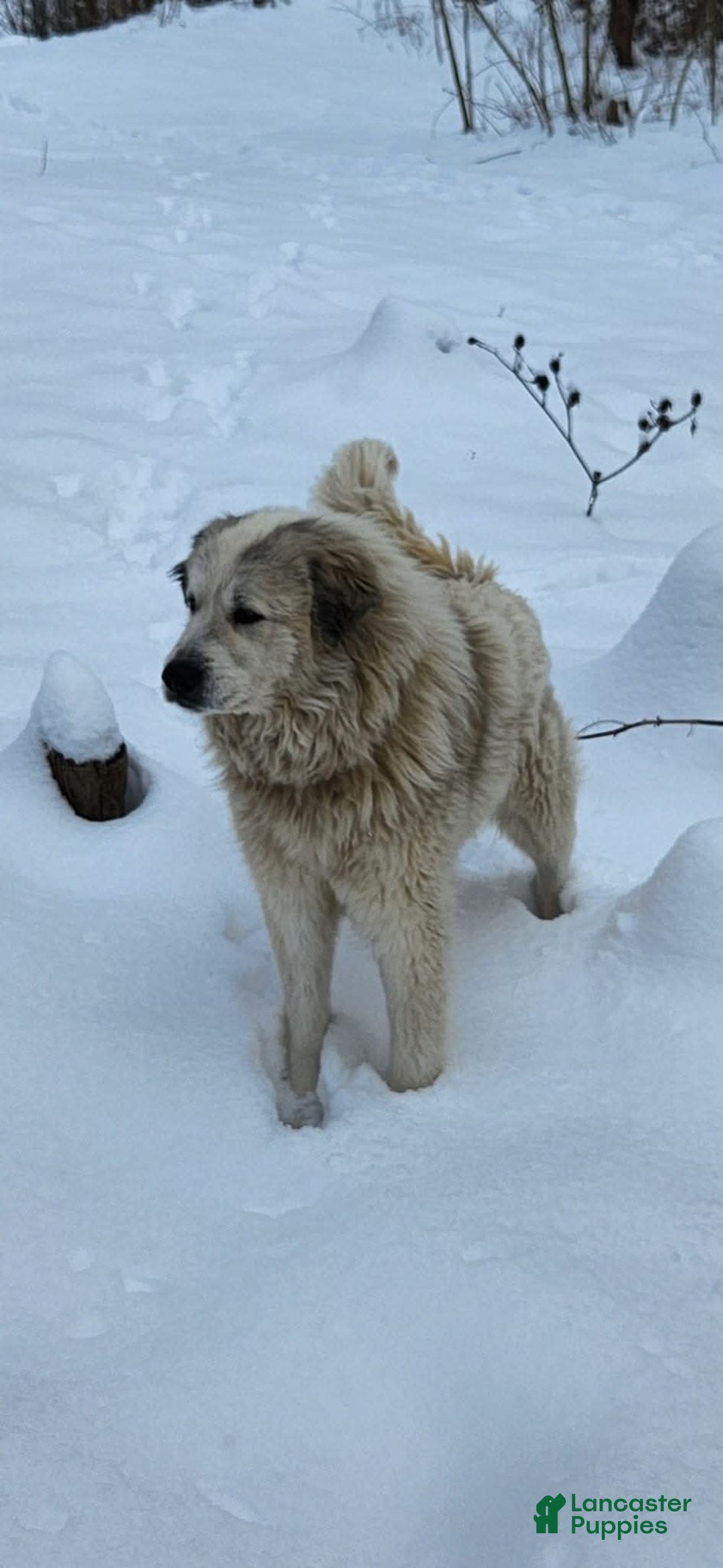 Great Pyrenees dogs for sale: White - Image 19