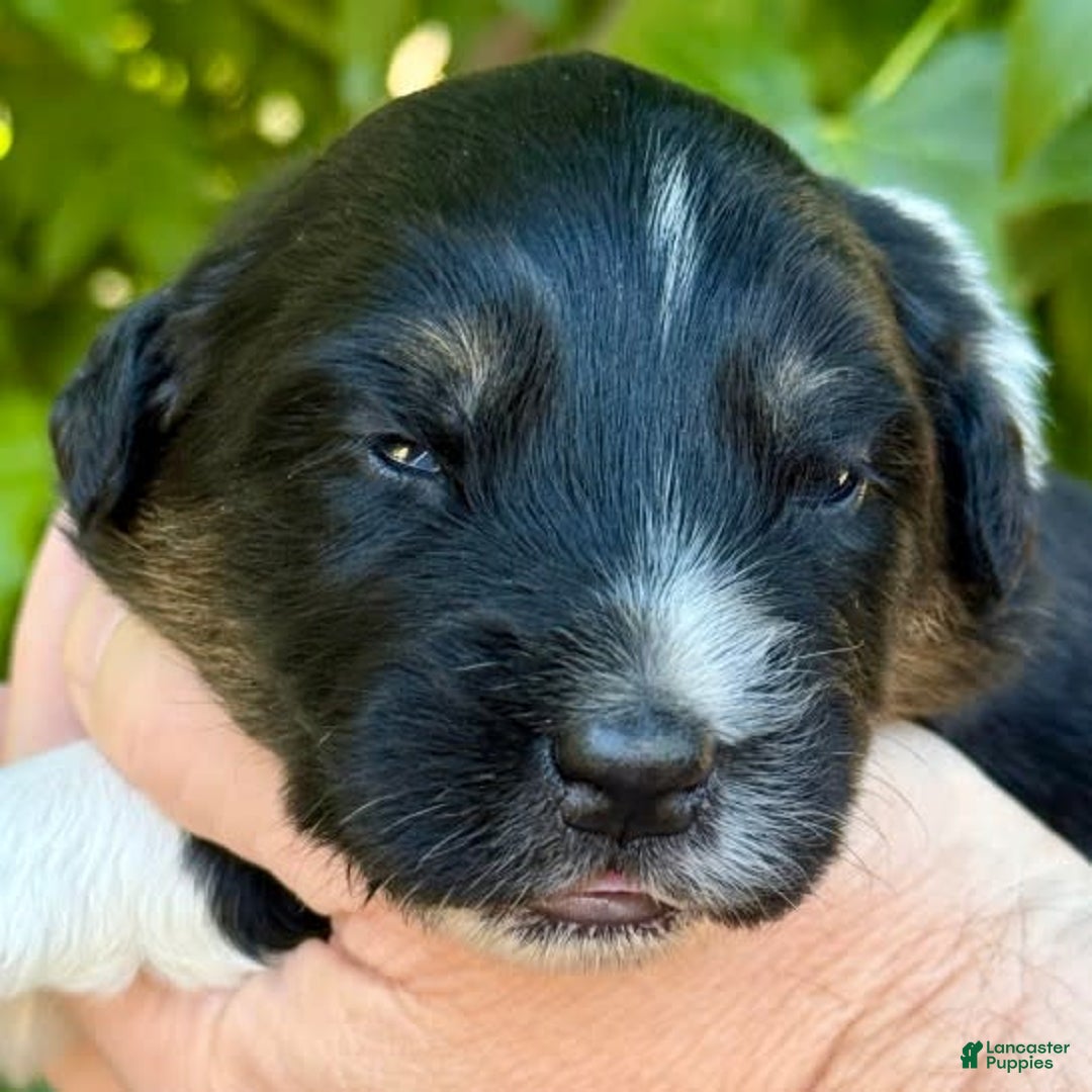 Australian Shepherd dogs for sale: Kauai - Image 2