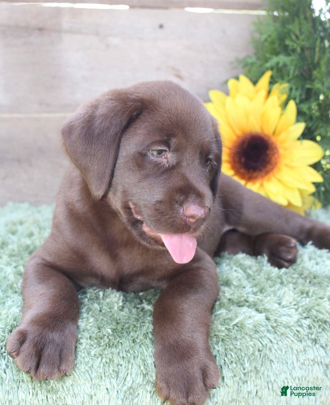 Labrador Retriever dogs for sale: Remington - Image 2