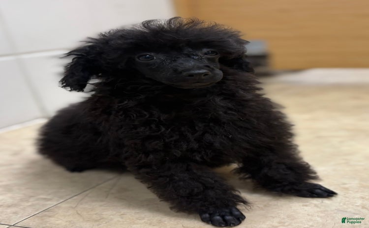Toy Poodle dogs for sale - Ad 3