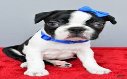 Boston Terrier dogs for sale: Murphy - Image 2