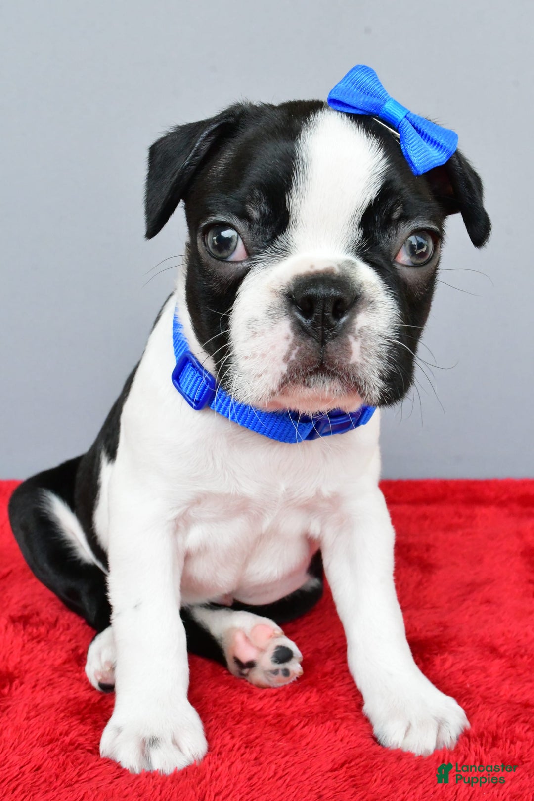 Boston Terrier dogs for sale: Murphy - Image 2