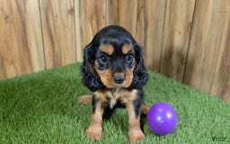 Cavalier King Charles Spaniel dogs for sale: Brin Girl 2 - Image 10