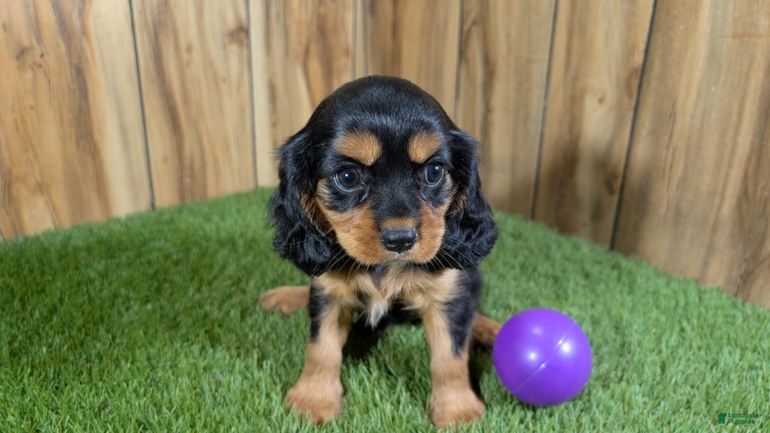 Cavalier King Charles Spaniel dogs for sale: Brin Girl 2 - Image 10