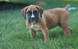 Boxer dogs for sale: Eli - Image 5