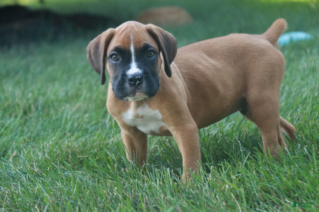Boxer dogs for sale: Eli - Image 5