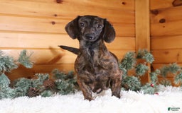 Miniature Dachshund dogs for sale: Dragona - Image 6
