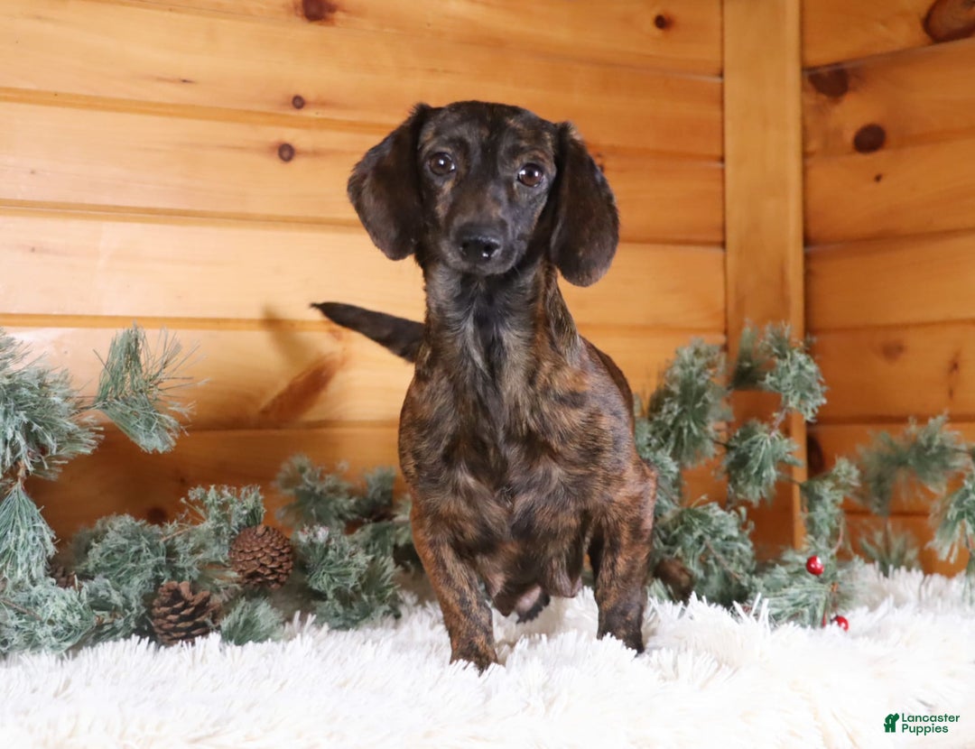 Miniature Dachshund dogs for sale: Dragona - Image 6