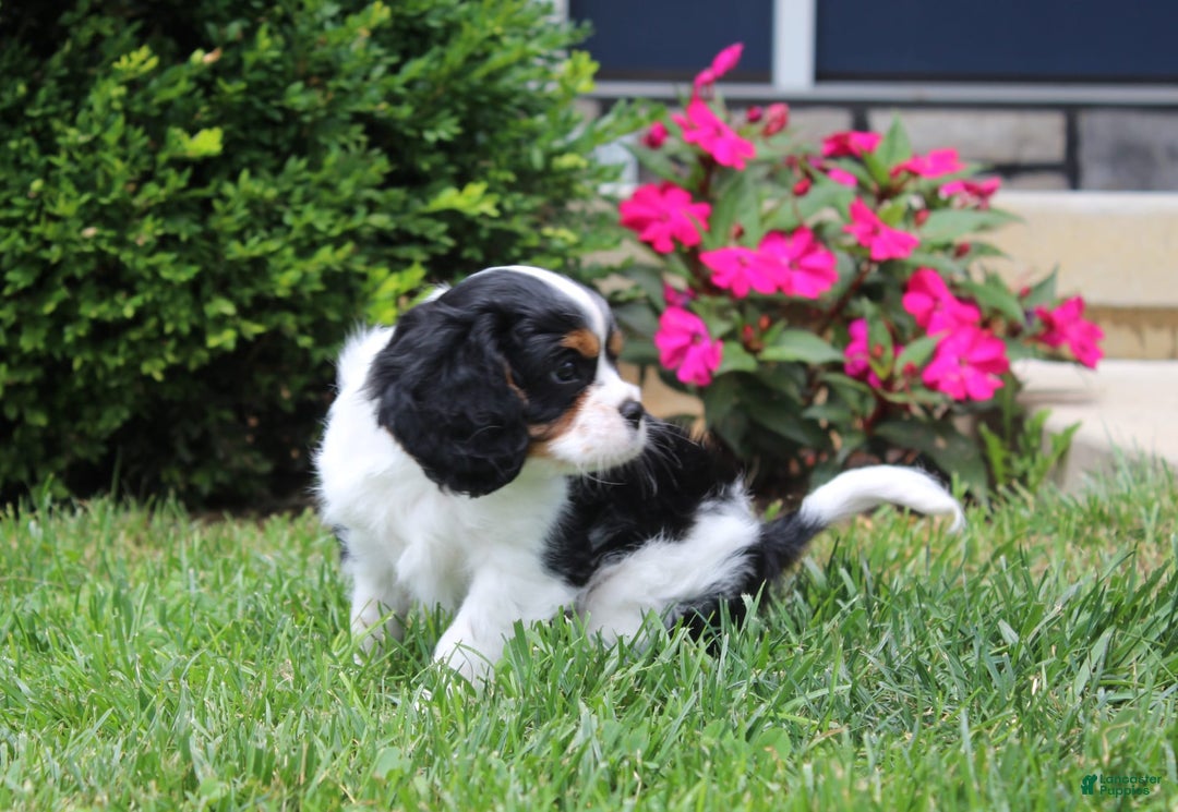 Cavalier King Charles Spaniel dogs for sale: Amigo - Image 11