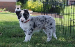 Border Collie dogs for sale: Stetson - Image 2
