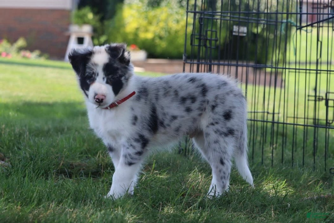 Border Collie dogs for sale: Stetson - Image 2