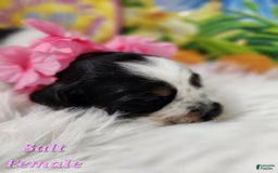 English Springer Spaniel dogs for sale: Salt - Image 3