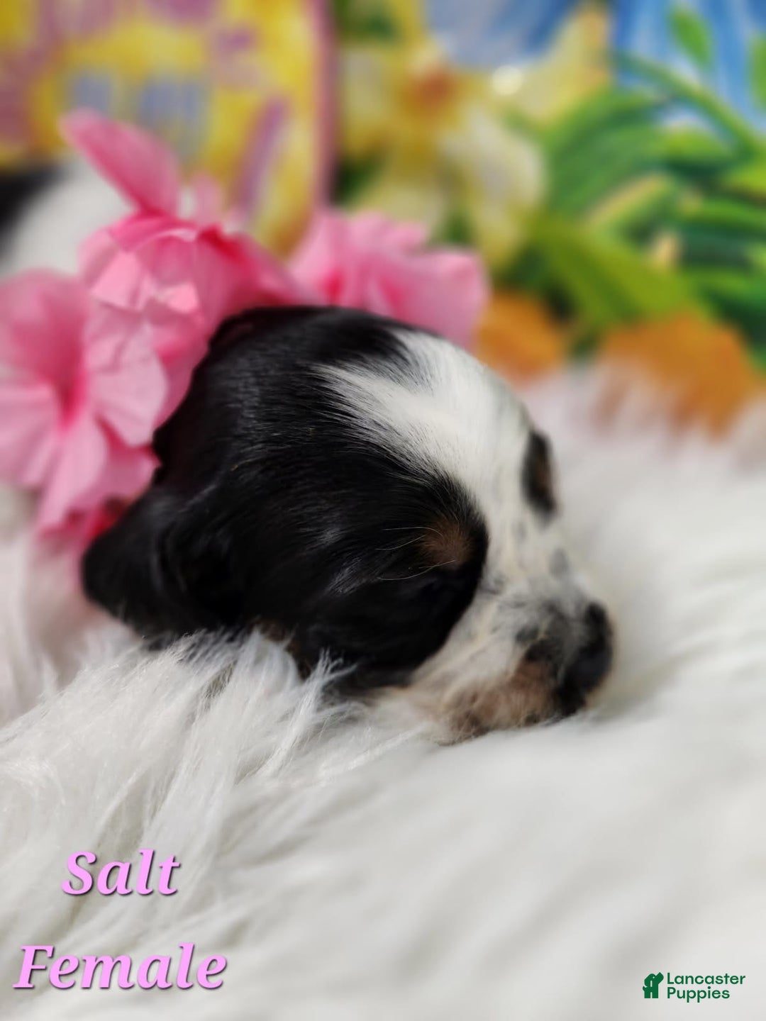 English Springer Spaniel dogs for sale: Salt - Image 3