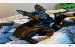 Chihuahua dogs for sale: Scrappy - Image 6