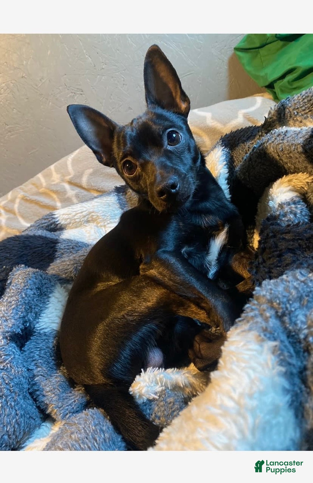 Chihuahua dogs for sale: Scrappy - Image 6