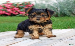 Yorkshire Terrier dogs for sale: Danae - Image 9