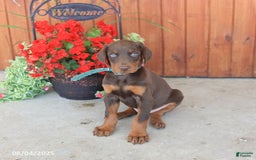 Doberman Pinscher dogs for sale: Doberman Pinscher 3 puppies - Image 7
