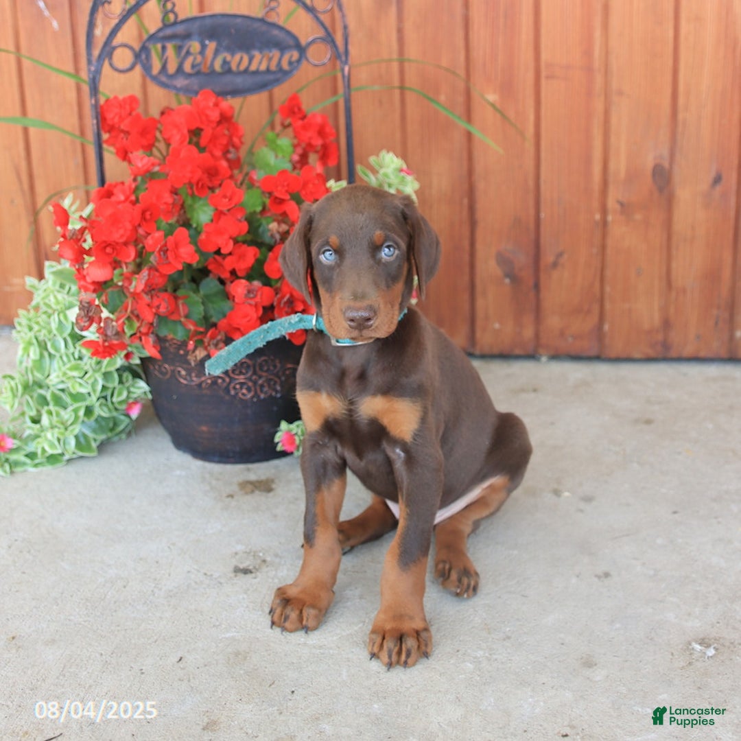 Doberman Pinscher dogs for sale: Doberman Pinscher 3 puppies - Image 7