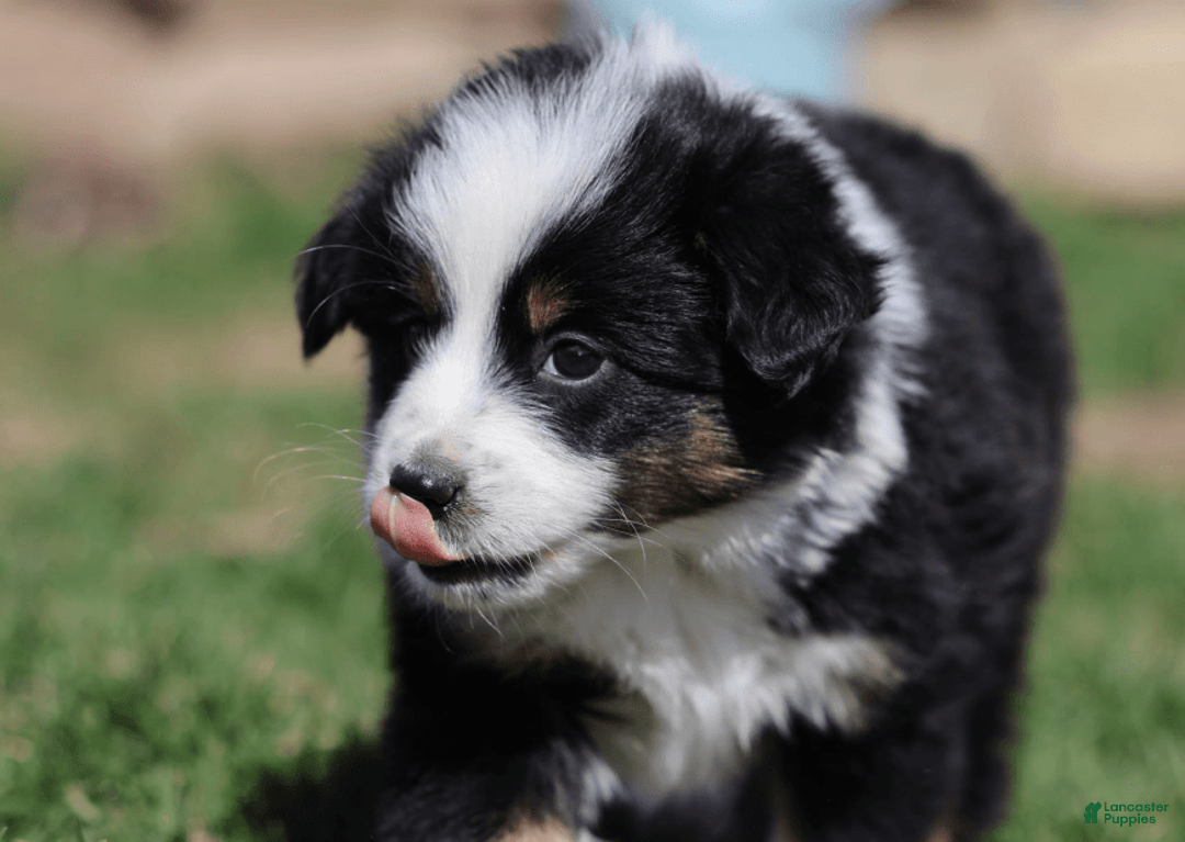 Miniature Australian Shepherd dogs for sale: Eisenhower - Image 15