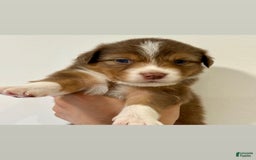 Australian Shepherd dogs for sale: Alanis - Image 1