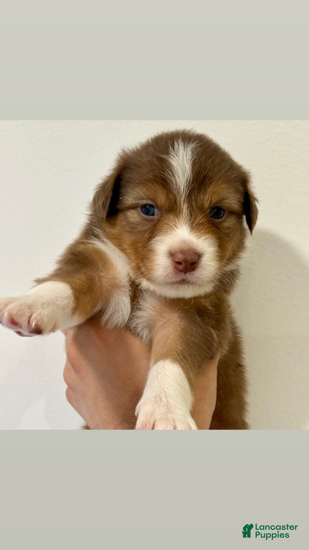Australian Shepherd dogs for sale: Alanis - Image 1