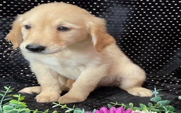 Golden Retriever dogs for sale: Princess - Listing for pets: Dasher, Archie, Princess, Dixie - Image 5