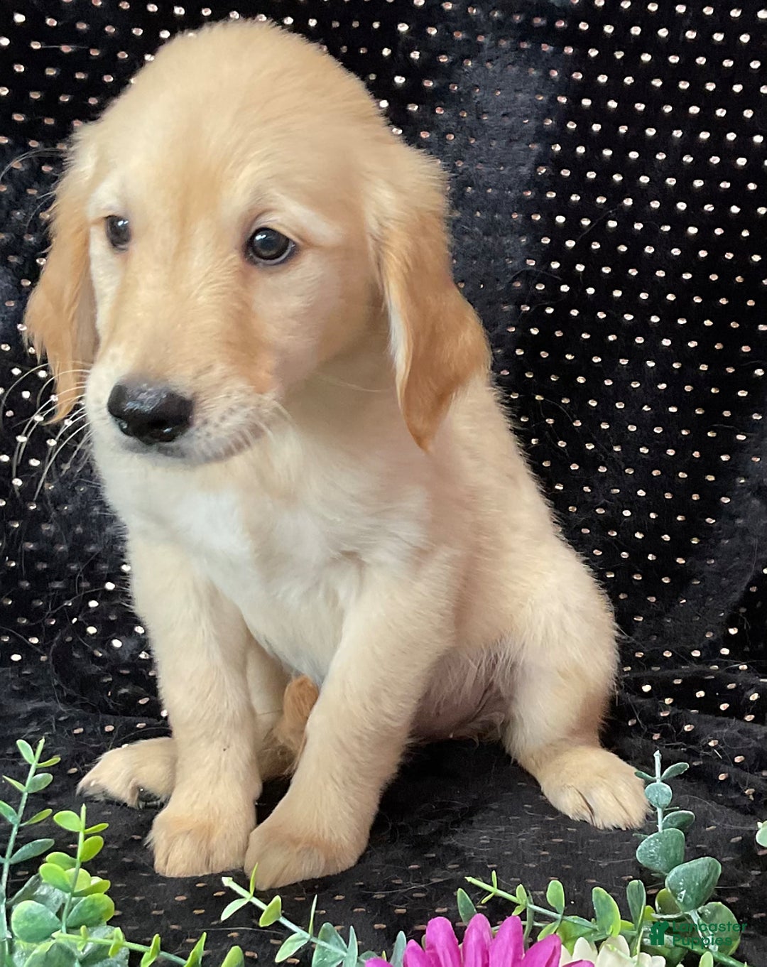 Golden Retriever dogs for sale: Princess - Listing for pets: Dasher, Archie, Princess, Dixie - Image 5