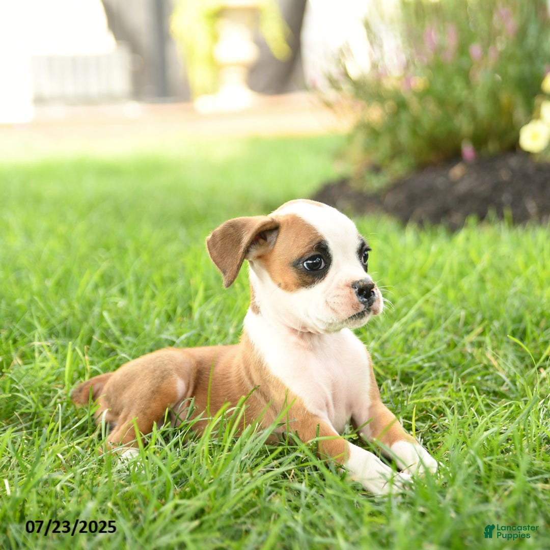 Boxer dogs for sale: Emerald - Image 3