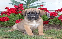 Cane Corso dogs for sale: Duke - Image 1