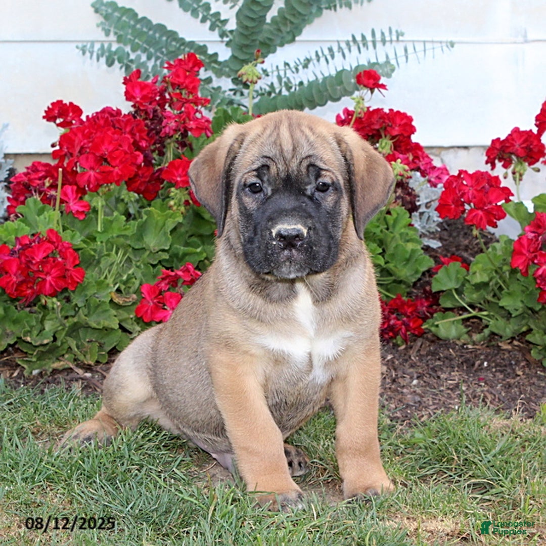 Cane Corso dogs for sale: Duke - Image 1