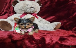 Yorkshire Terrier dogs for sale: Munchkin - Image 8