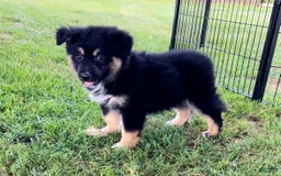 Alaskan Malamute dogs for sale: Johny - Image 1