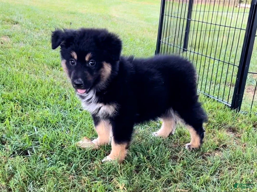 Alaskan Malamute dogs for sale: Johny - Image 1