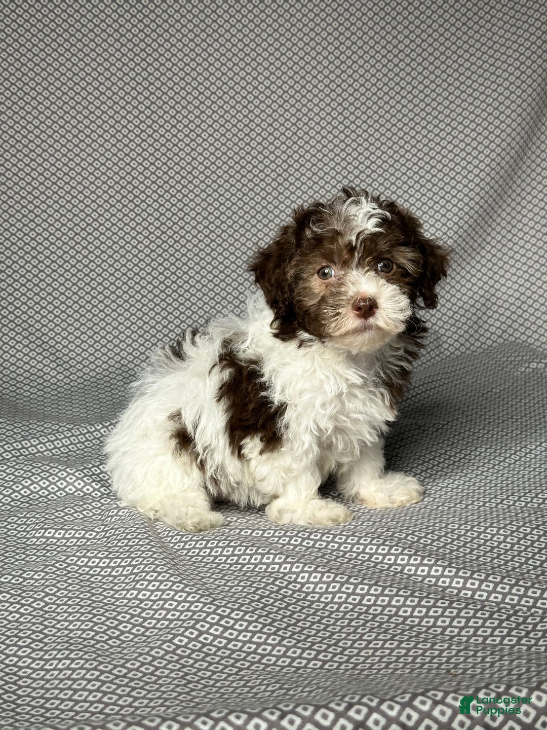Havapoo dogs for sale: Amy - Image 5