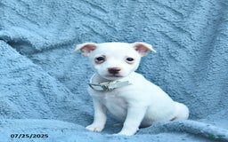 Toy Fox Terrier dogs for sale: Sage - Image 3