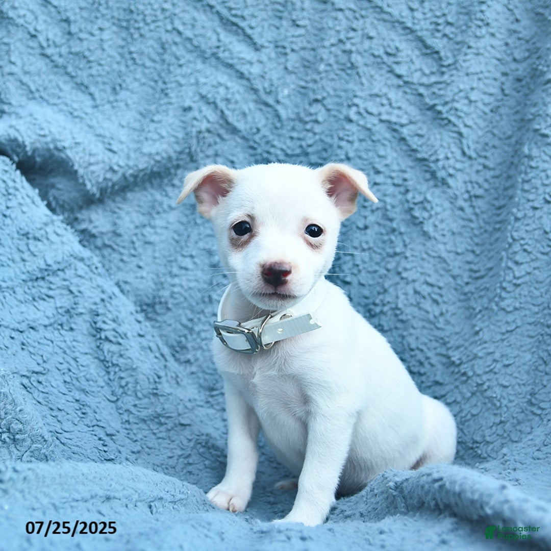 Toy Fox Terrier dogs for sale: Sage - Image 3