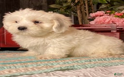 Havanese dogs for sale: Hank - Image 1