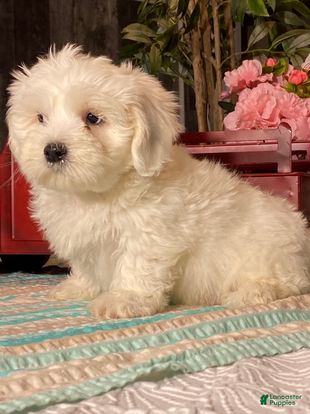 Havanese dogs for sale: Hank - Image 1