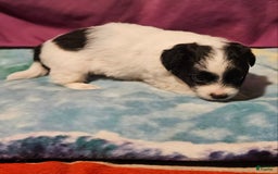 Chihuahua dogs for sale: Nix - Image 9