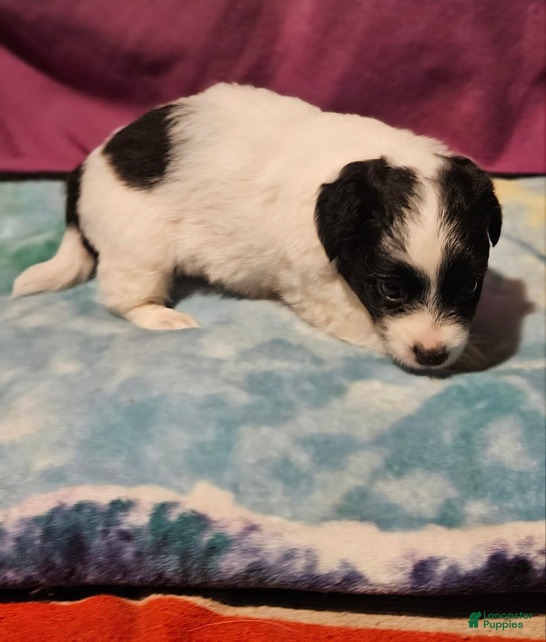 Chihuahua dogs for sale: Nix - Image 9