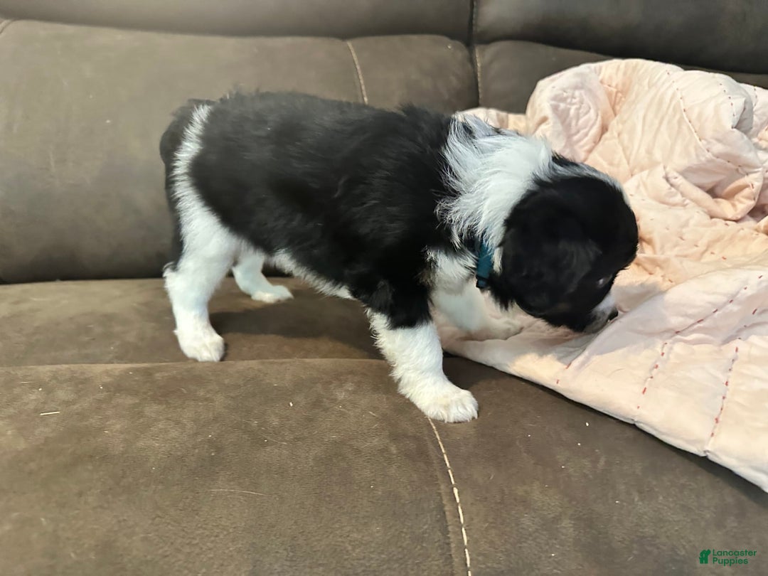 Miniature Australian Shepherd dogs for sale: Black Tri Male 3 - Image 5